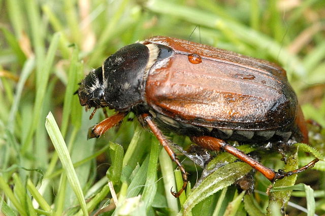 Melolontha