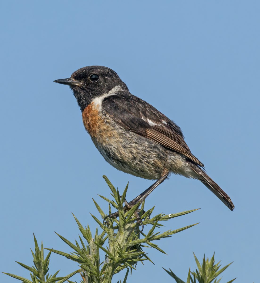 Saxicola rubicola