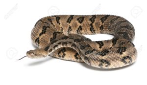Timber-rattlesnake-Crotalus-horridus-atricaudatus-poisonous-white-background-Stock-Photo