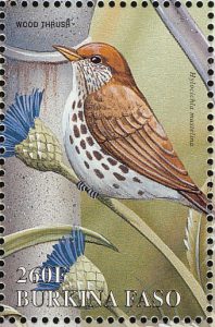 Wood thrush