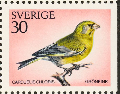 groenling1