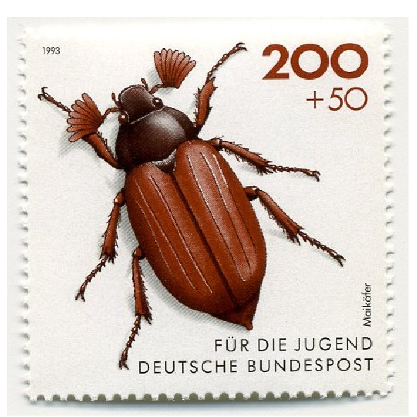 maikaefer