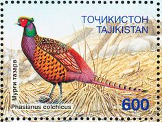 pheasant2