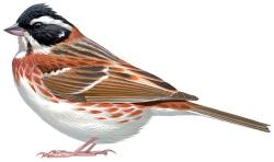 rustic bunting