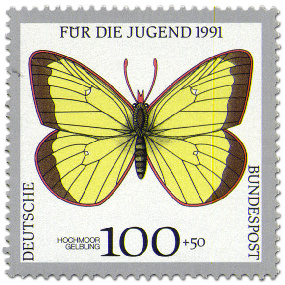schmetterling-hochmoor-gelbling-gr