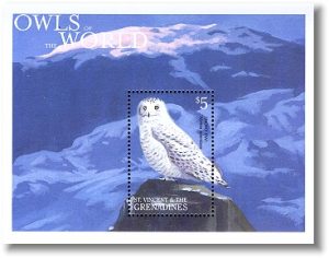 snowy owl