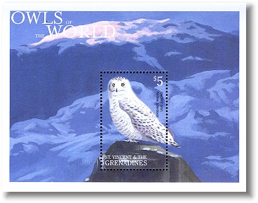 snowy owl