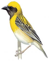 Baya weaver Ploceus_philippinus_philippinus_m