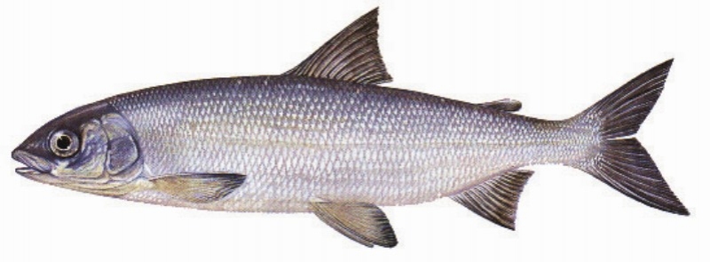 Felchen