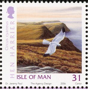 Hen-Harrier-Circus-cyaneus