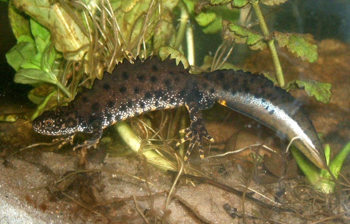 kamsalamander