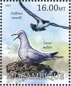 Newell's Shearwater