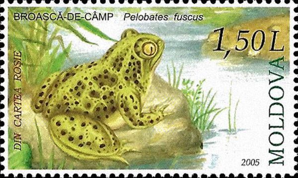 Kröten und Frösche in Gefahr: Die Naturschutzwacht zählt immer weniger Amphibien