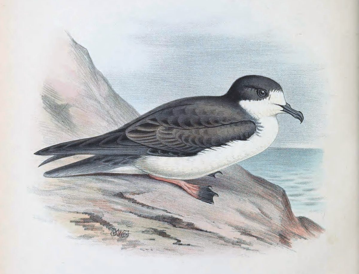 Hawaiistormvogel