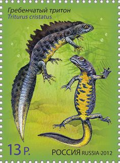 kamsalamander