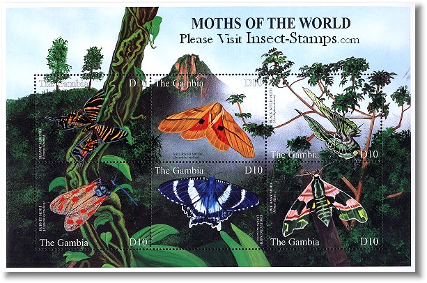 moths1