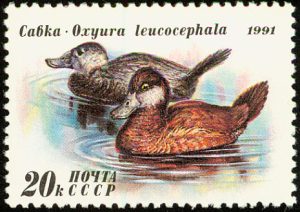 whiteheaded duck