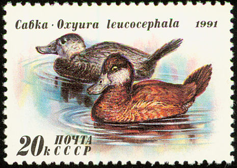 whiteheaded duck