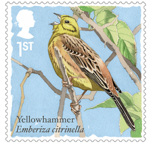 yellowhammer-378x359
