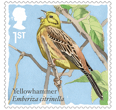 yellowhammer-378x359