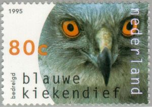 Hen-Harrier-Circus-cyaneus (1)