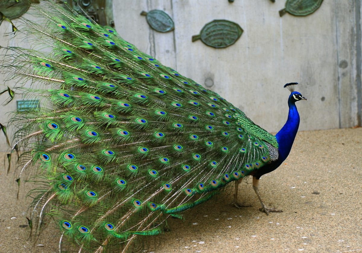 Blauwe pauw