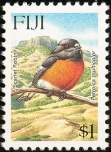 Scarlet robin