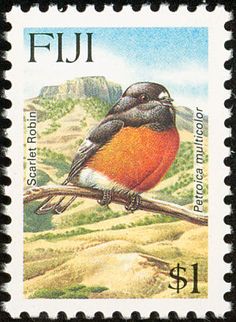 Scarlet robin