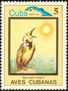 eastern meadowlark1