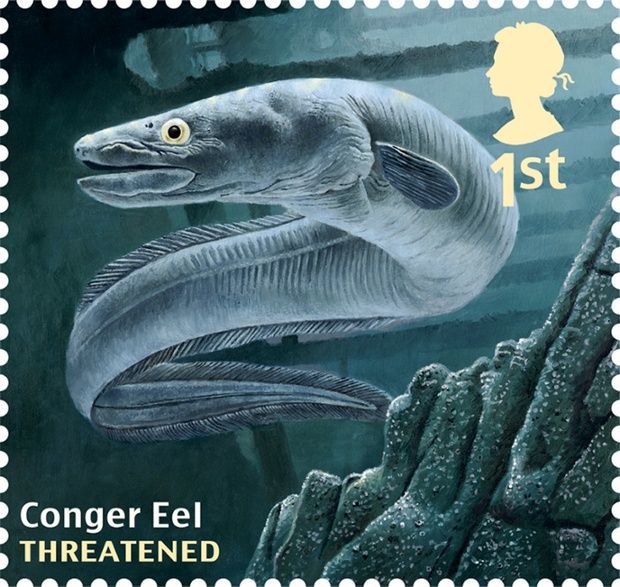 eel