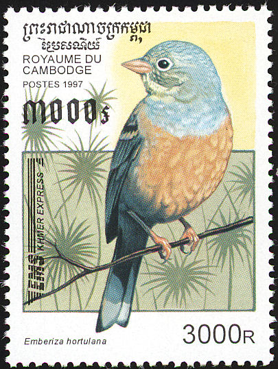 ortolaan3