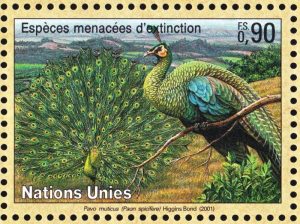 pavo muticus