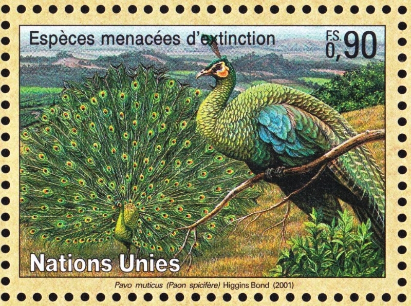 pavo muticus