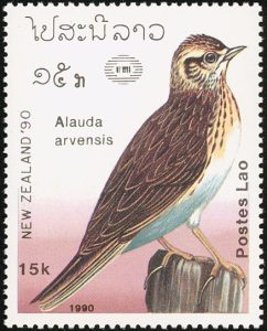 veldleeuwerik1