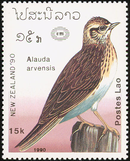 veldleeuwerik1