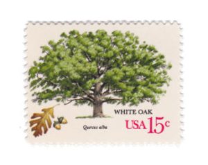 white oak