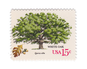 white oak