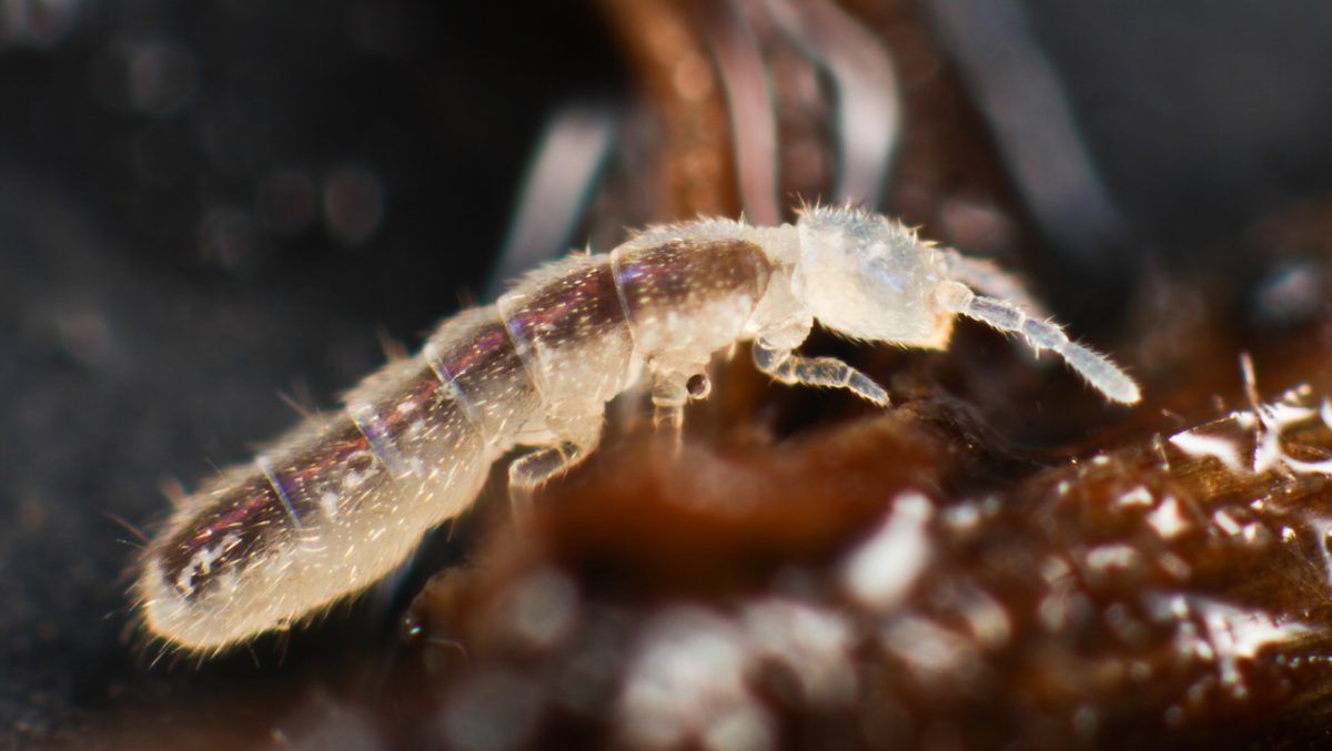 Folsomia candida