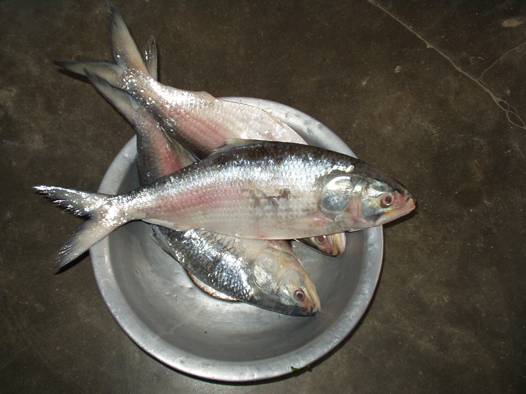 Tenualosa ilisha