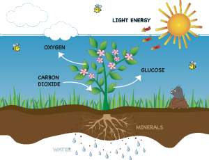 Image-of-Photosynthesis