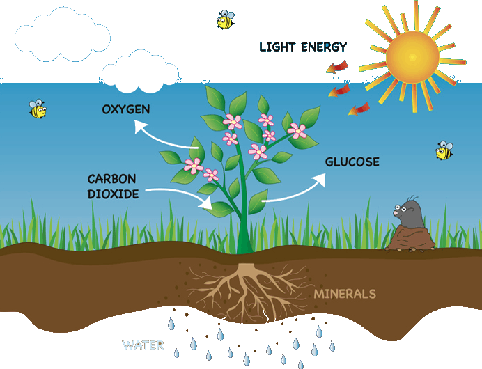 Image-of-Photosynthesis