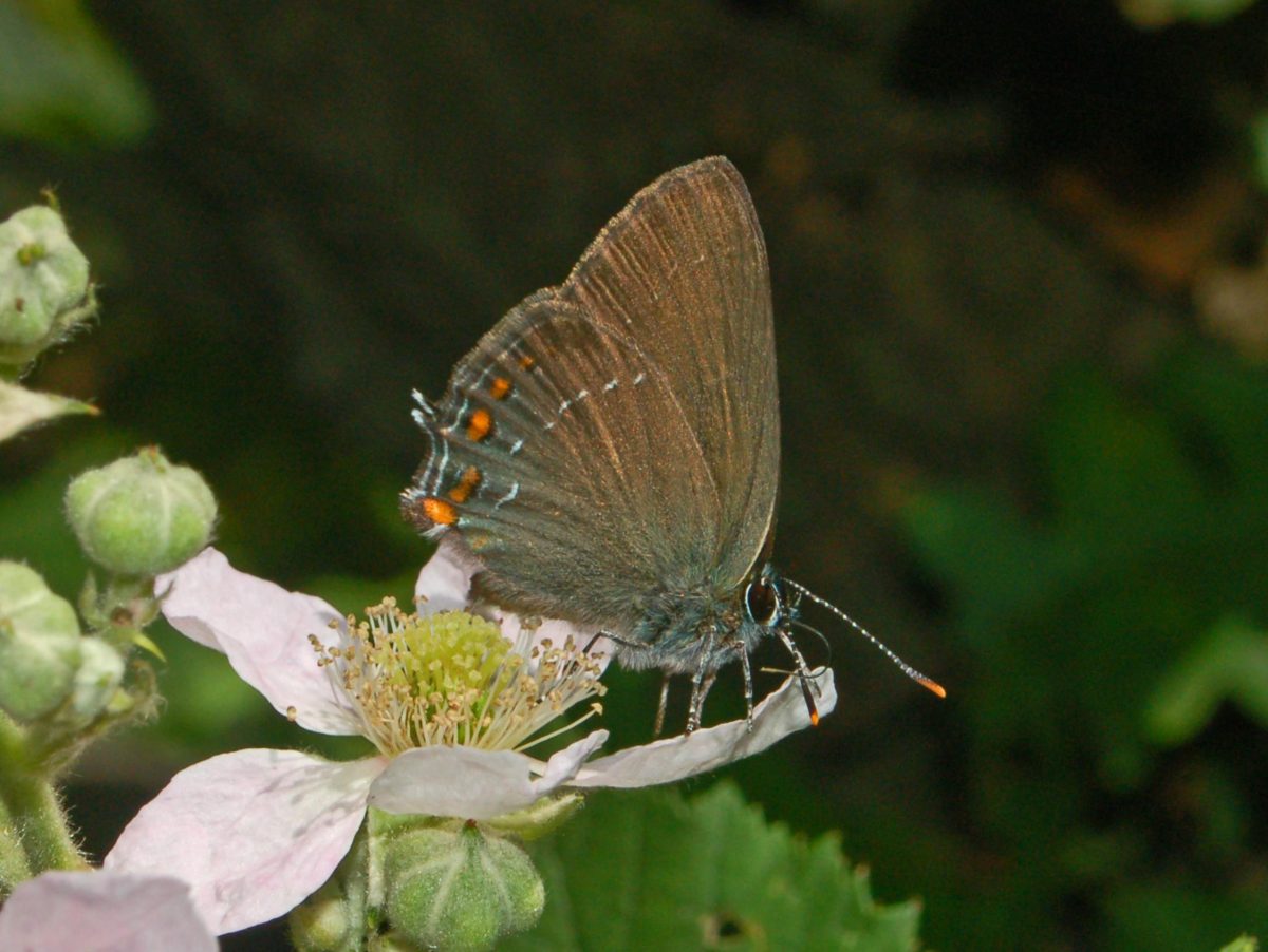 bruine eikenpage