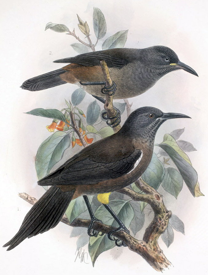 Moho braccatus