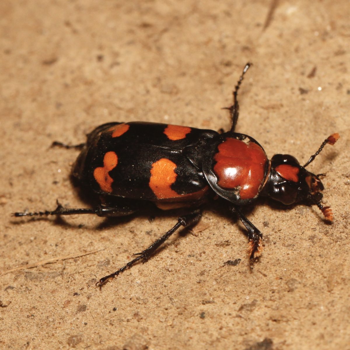Nicrophorus americanus