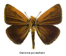 Butterfly shows trouble is waiting in the wings – Fewer than 100 Poweshiek skipperlings in Canada