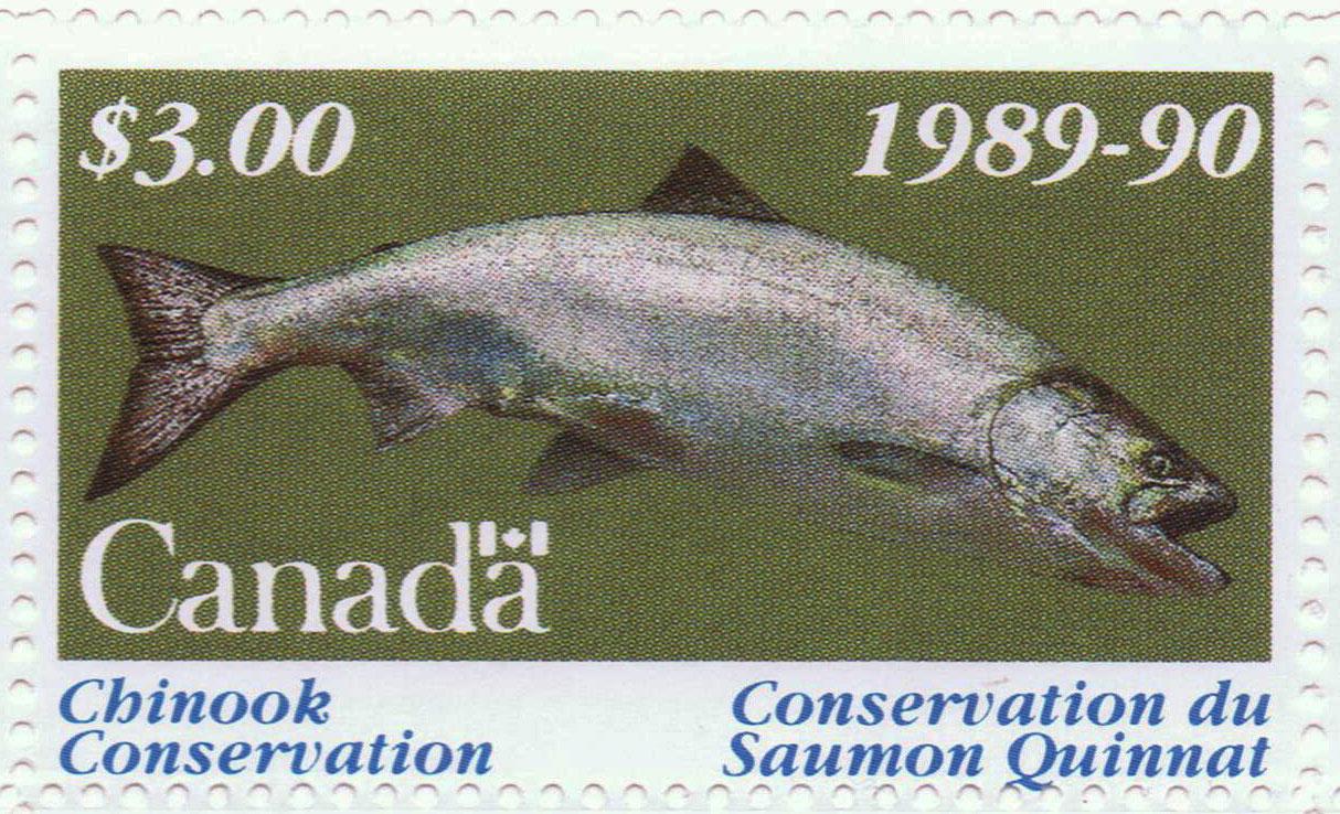 Extinction Possible as Salmon Runs Hit Near-Record Lows