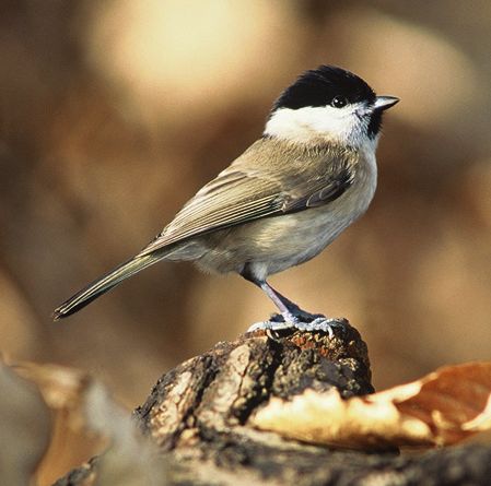 Poecile palustris