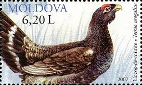 Scotland’s Capercaillie population has declined