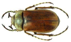 coleoptera