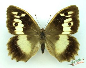 hermit butterfly